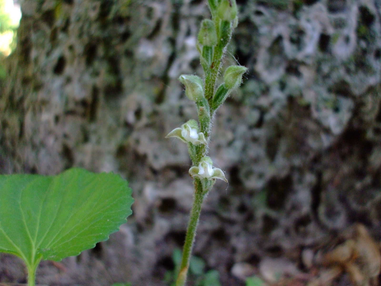 Goodyera oblongifolia